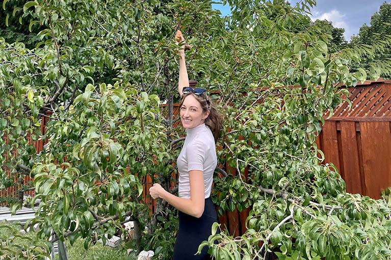 A member of the albert branstatter team picking pear