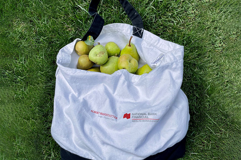 A bag fill with picked pear.