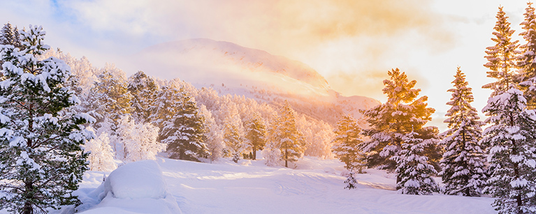 Image of trees and snow