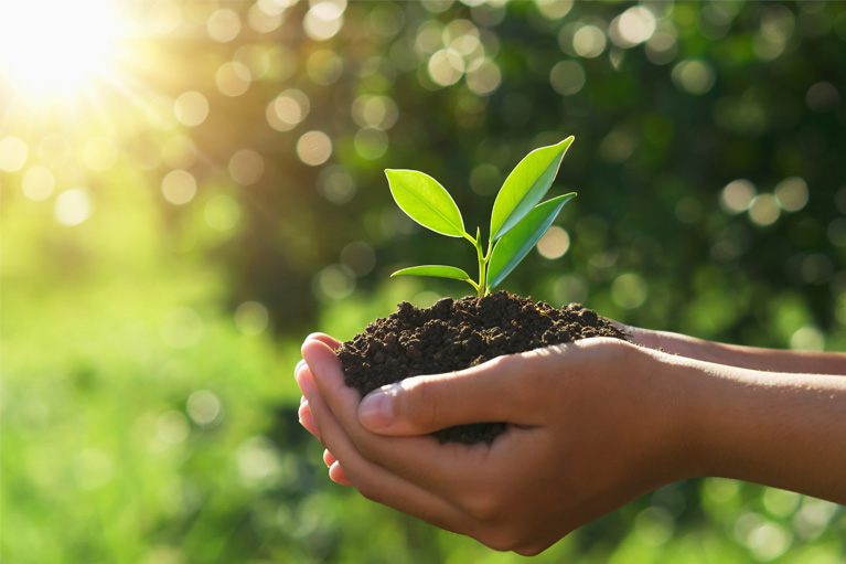hand holding young plant in sunshine 