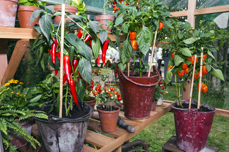 small garden of potted peppers