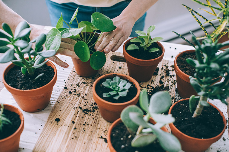 table with many potted plants and person potting one of the planters - only hands showing