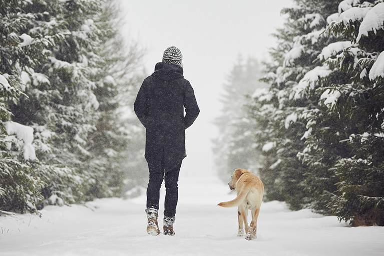 a person dressed up in winter clothing and dog walking through a path of evergreens in the winter - back view