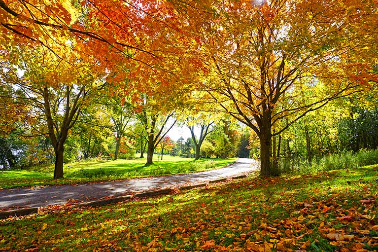 park with a walking/bike path, with trees that all the leaves have turned yellow/orange and red