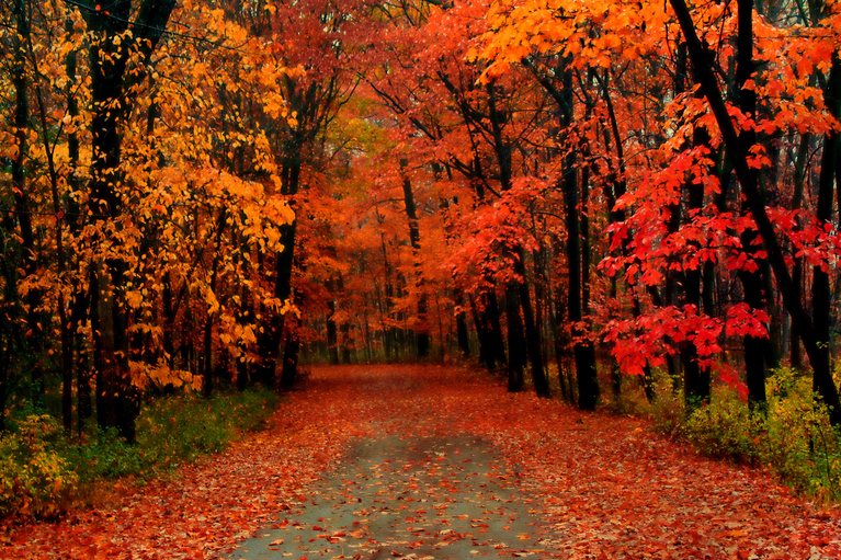 a path through a forest during autumn with the leaves all changed to golden and red