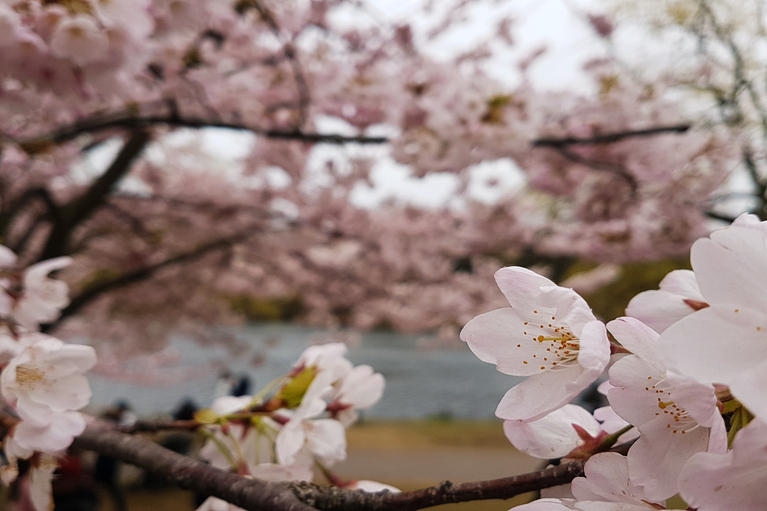 close up of cherry blossoms on a tree