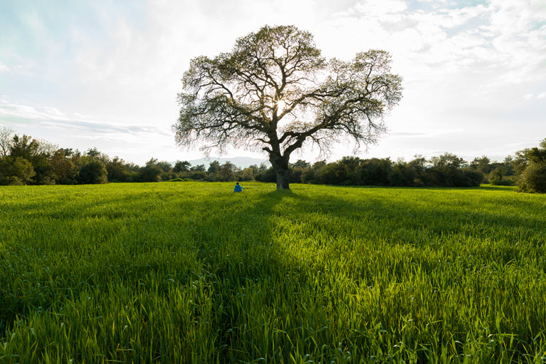 A large tree in the middle of an empty field, with a human standing next to the tree. 