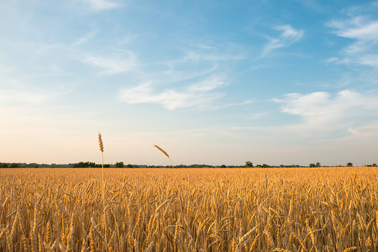 A field under a blue sky.