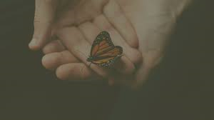 Un papillon monarque sur des mains.