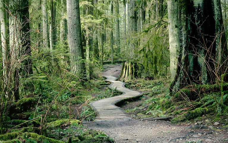 Image of a forest with trees. 