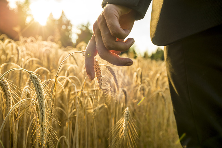 Picture of a man holding wheat between his fingers.