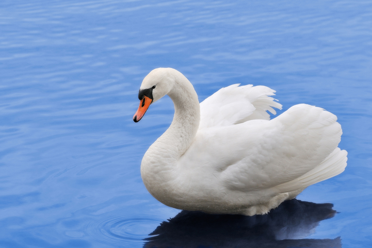 Image of a swan.