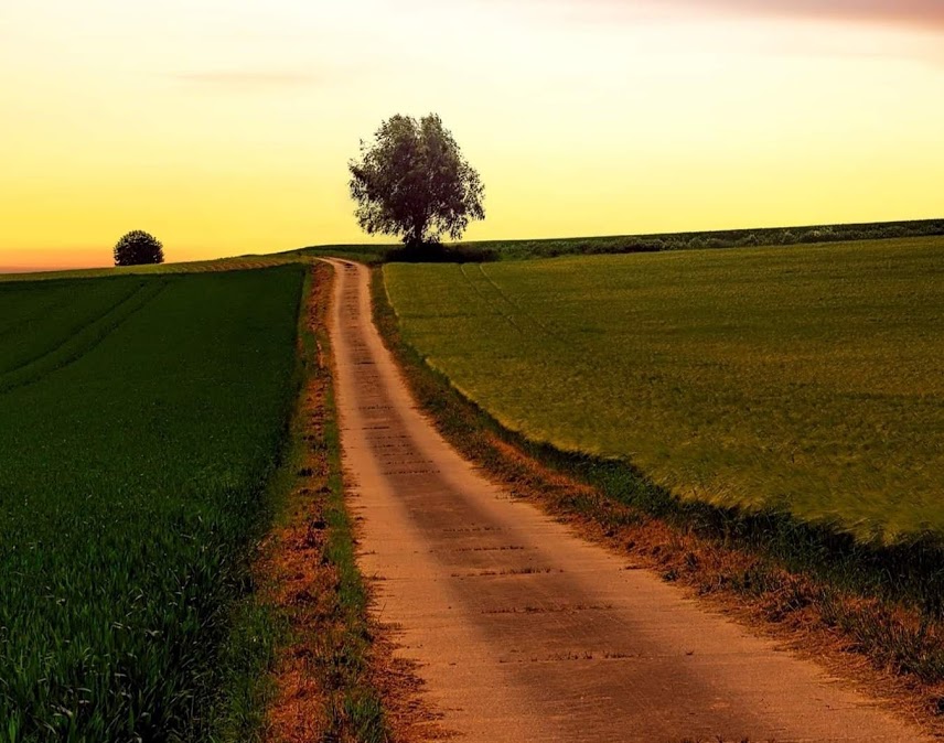 A dirt road crossing a field with two trees on the horizon.