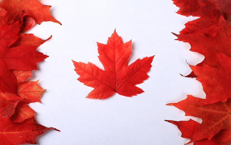red maple leaves put together to recreate the Canadian flag