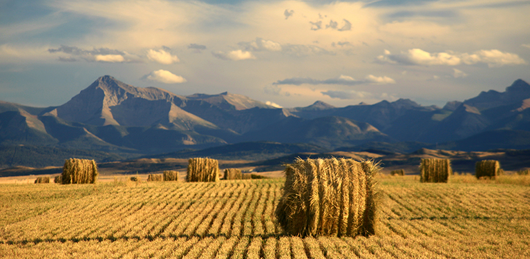 A field filled with round hay bales scattered across the green grass.